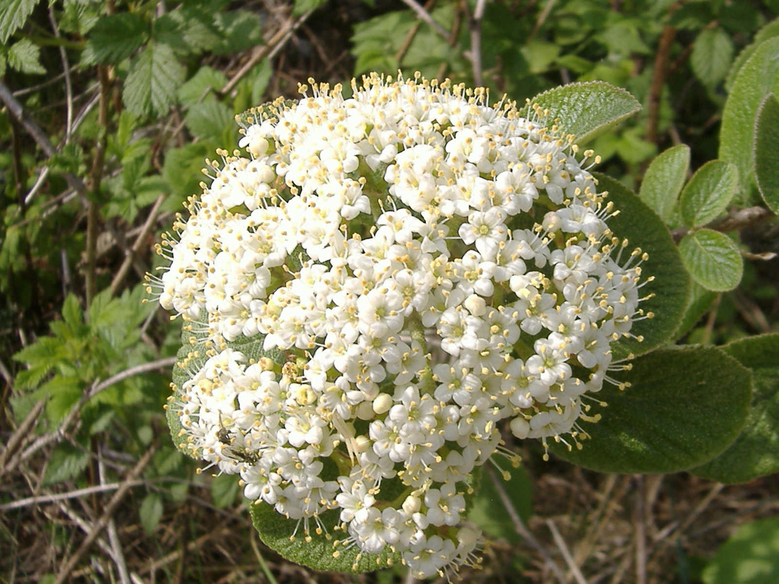 Viburnum lantana & Viburnum tinus
